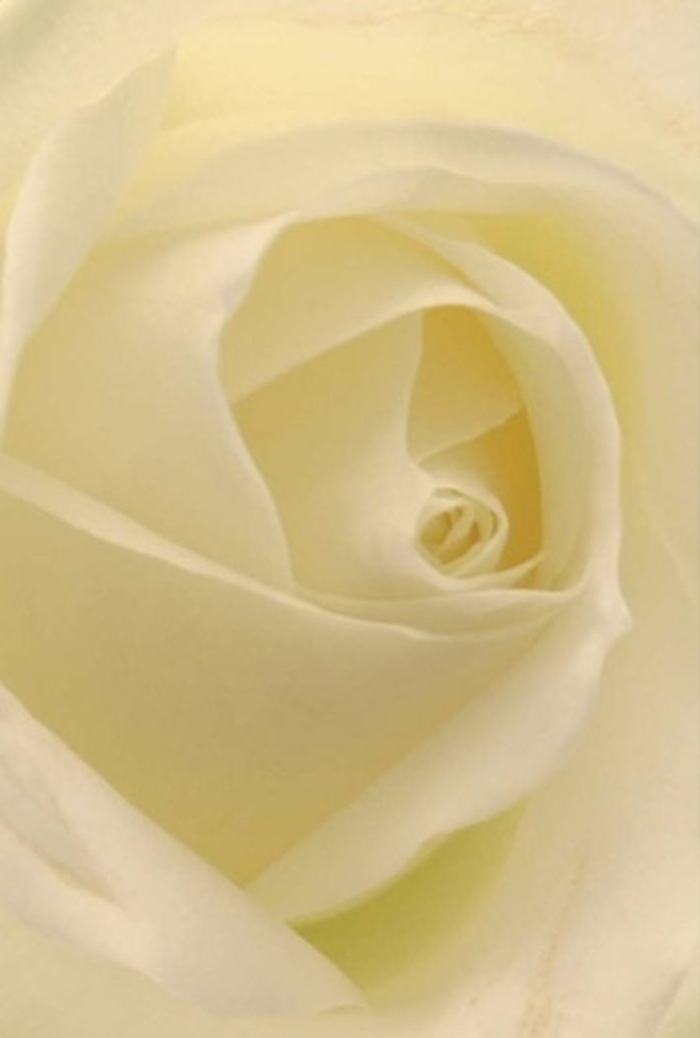 Encountering this classic white rose up close, it's easy to lose yourself in the tranquil beauty crafted by a West Hampstead florist. The petals, glowing with a hint of pearl and softened by creamy undertones, fold over one another in perfect symmetry, echoing the calm order of the green spaces between Finchley Road and Mill Lane. Gentle natural light pours through the layers, lending the impression that the flower is alight from within. As each petal curls gracefully towards the rose's heart, subtle shadows enliven the scene, bringing out the sophistication and quiet depth so emblematic of West Hampstead itself. The bloom sits at the intersection of fragility and strength-a fitting tribute for moments of apology, romance, or even memorial. A faint, pure fragrance drifts outward, a reminder of life's gentle cycles. The precision and artistry shown here are a testament to the enduring dedication found at Flowers West Hampstead, always mindful of the special moments this community holds dear.